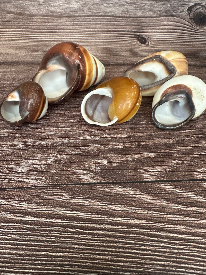 Set of 5 Mixed Land Snails – Varying Colors & Conditions (1"-2.5")