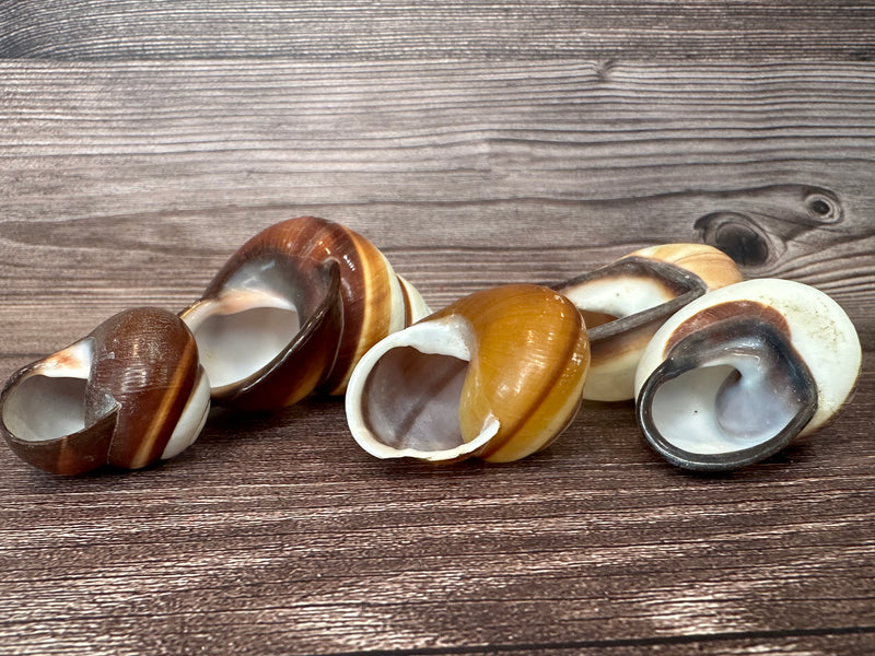 Set of 5 Mixed Land Snails – Varying Colors & Conditions (1"-2.5")