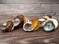 Set of 5 Mixed Land Snails – Varying Colors & Conditions (1