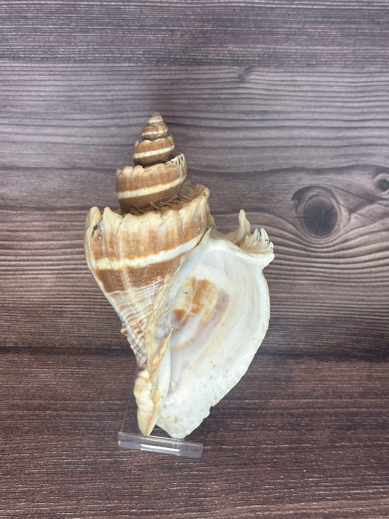 Giant Florida Crown Conch 5.7"