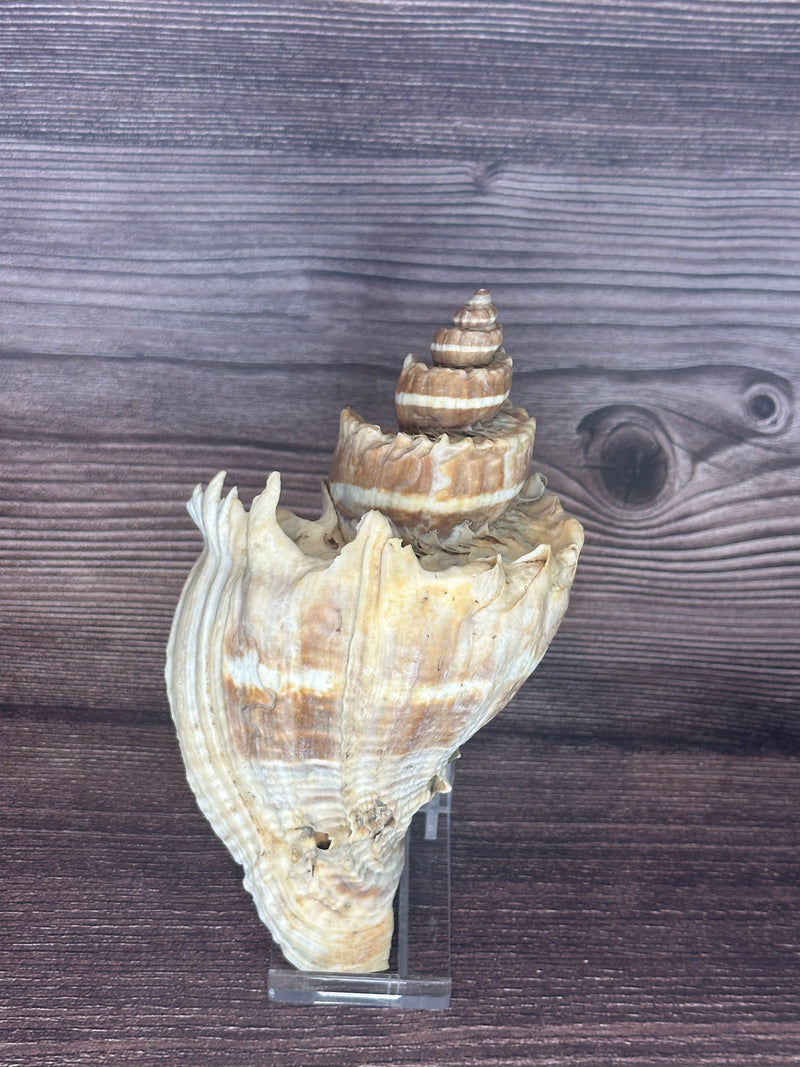 Giant Florida Crown Conch 5.7"