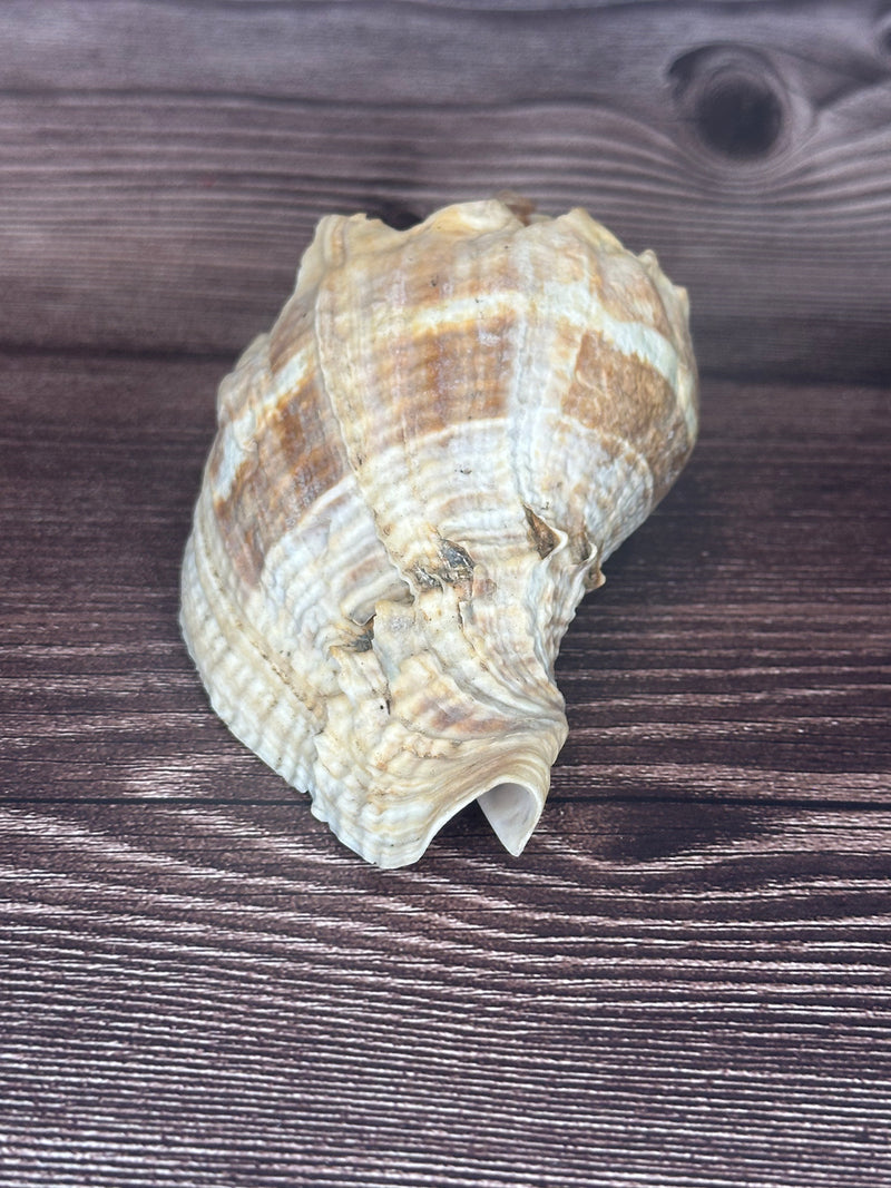 Giant Florida Crown Conch 5.7"