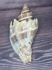 Giant Florida Crown Conch 5.7