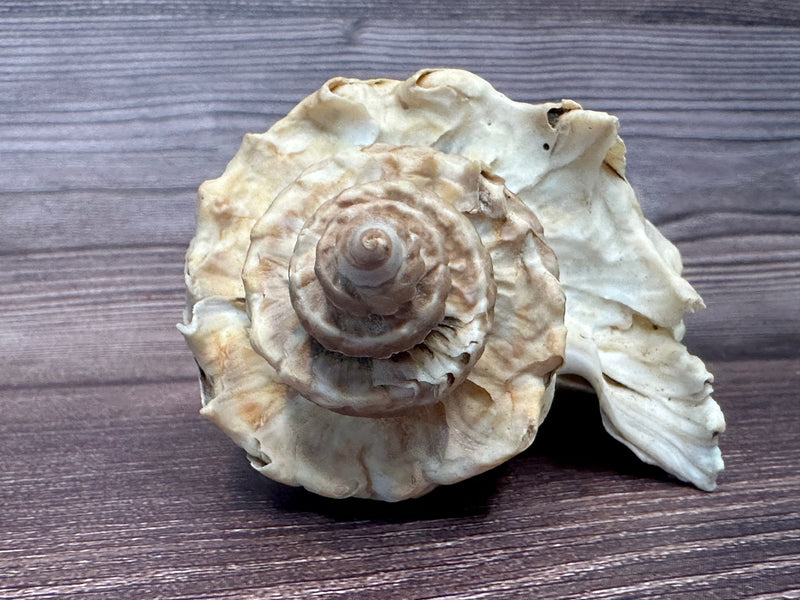 Giant Florida Crown Conch 5.7"