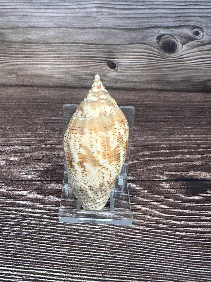 Harpulina lapponica Shell – 2.8"