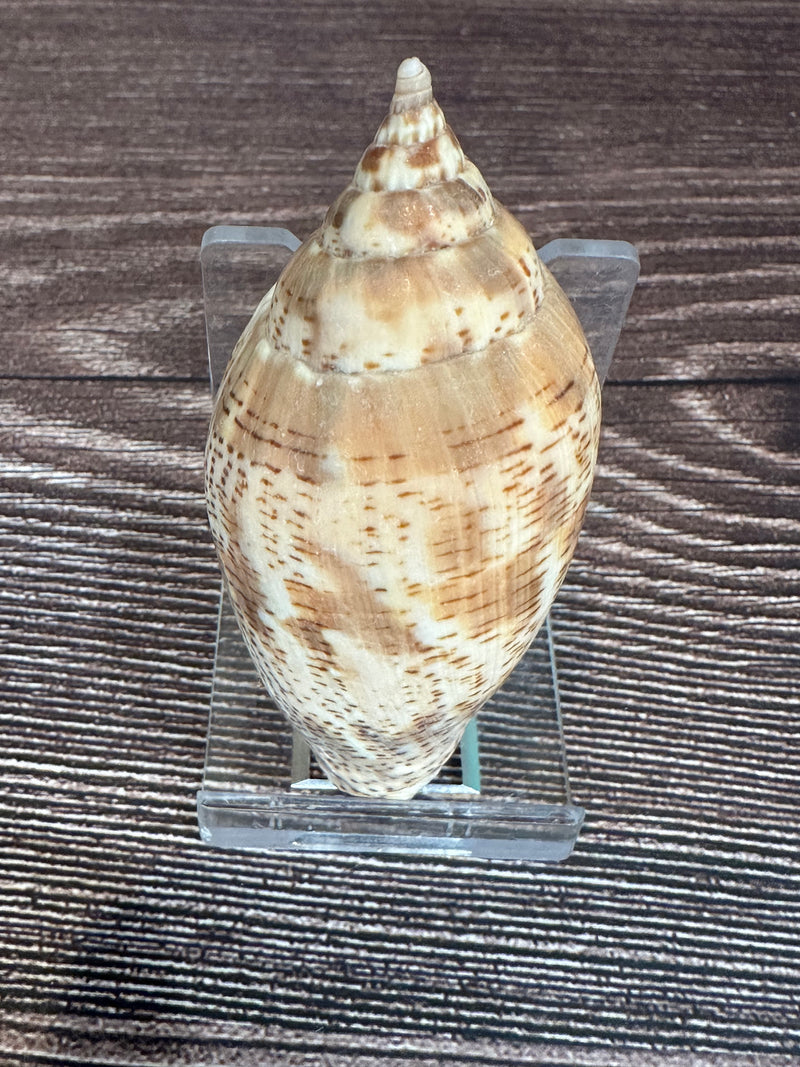 Harpulina lapponica Shell – 2.8"