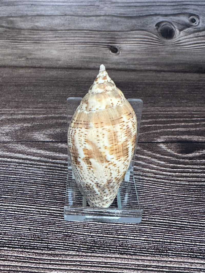 Harpulina lapponica Shell – 2.8"