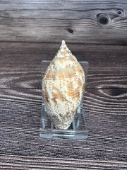 Harpulina lapponica Shell – 2.8