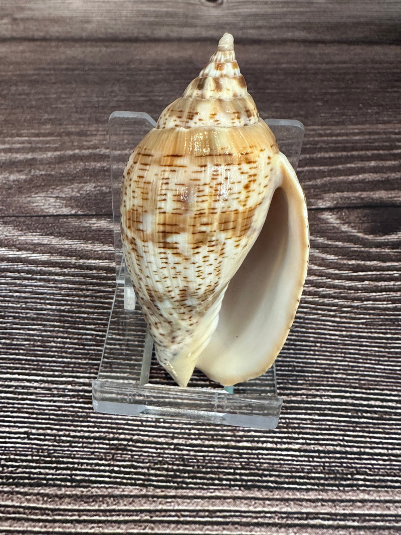 Harpulina lapponica Shell – 2.8"