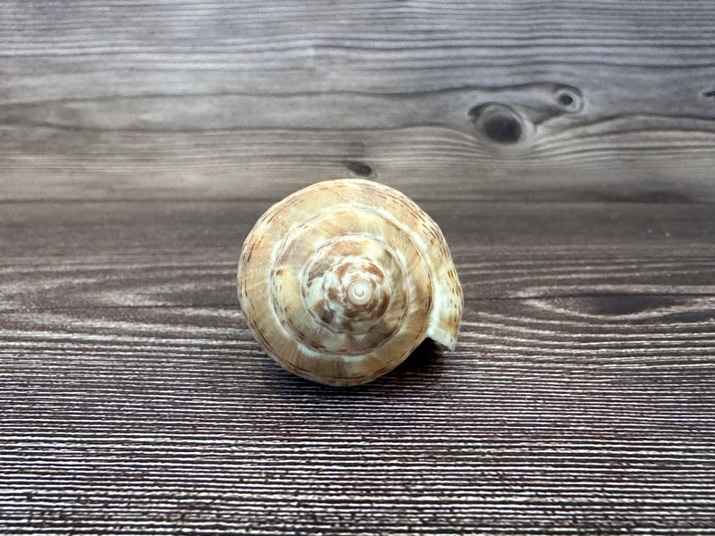 Harpulina lapponica Shell – 2.8"