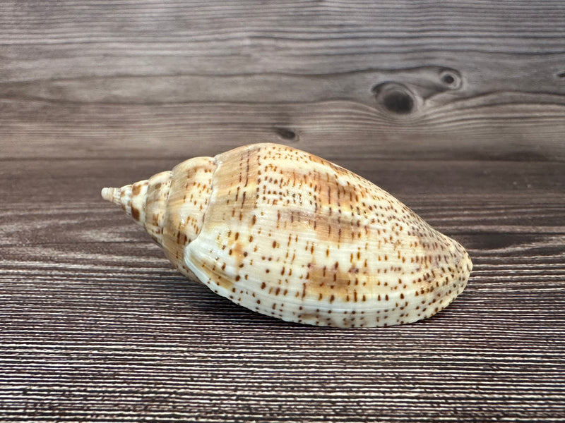 Harpulina lapponica Shell – 2.8"