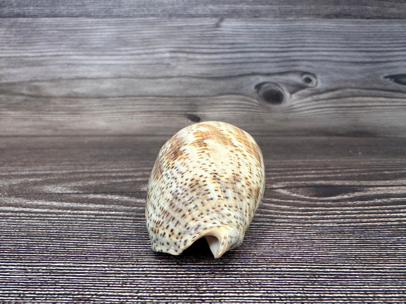 Harpulina lapponica Shell – 2.8"