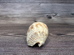 Harpulina lapponica Shell – 2.8