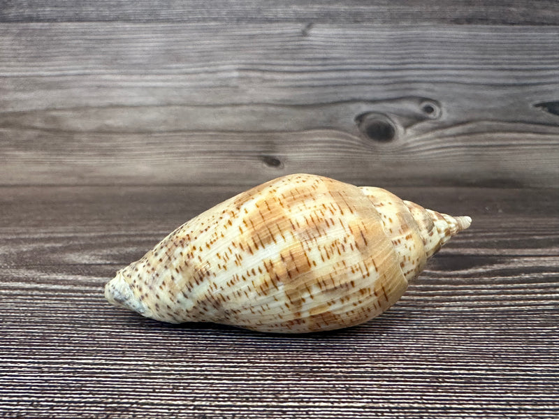 Harpulina lapponica Shell – 2.8"