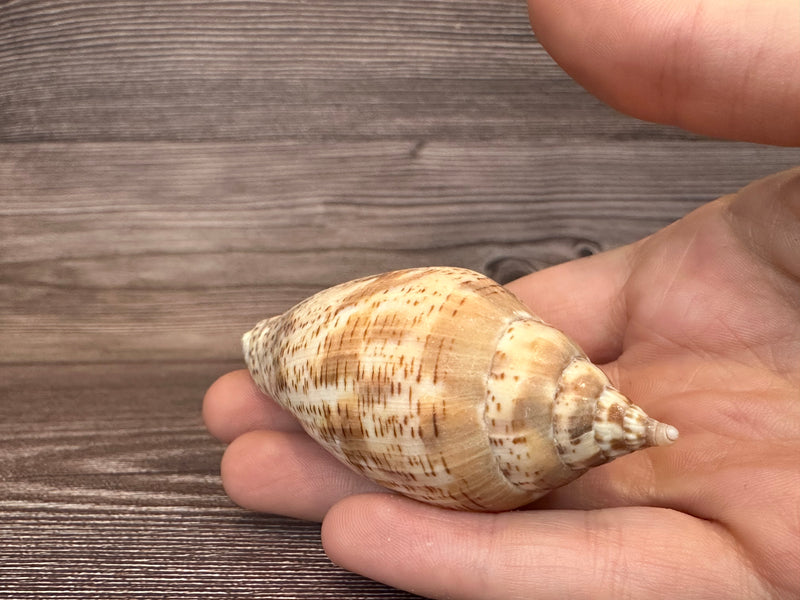 Harpulina lapponica Shell – 2.8"