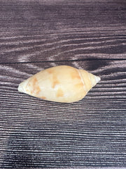 Sclater's Volute – Amoria undulata sclateri (2.4