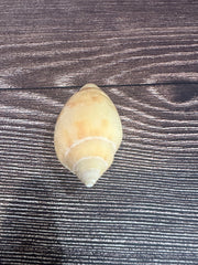 Sclater's Volute – Amoria undulata sclateri (2.4