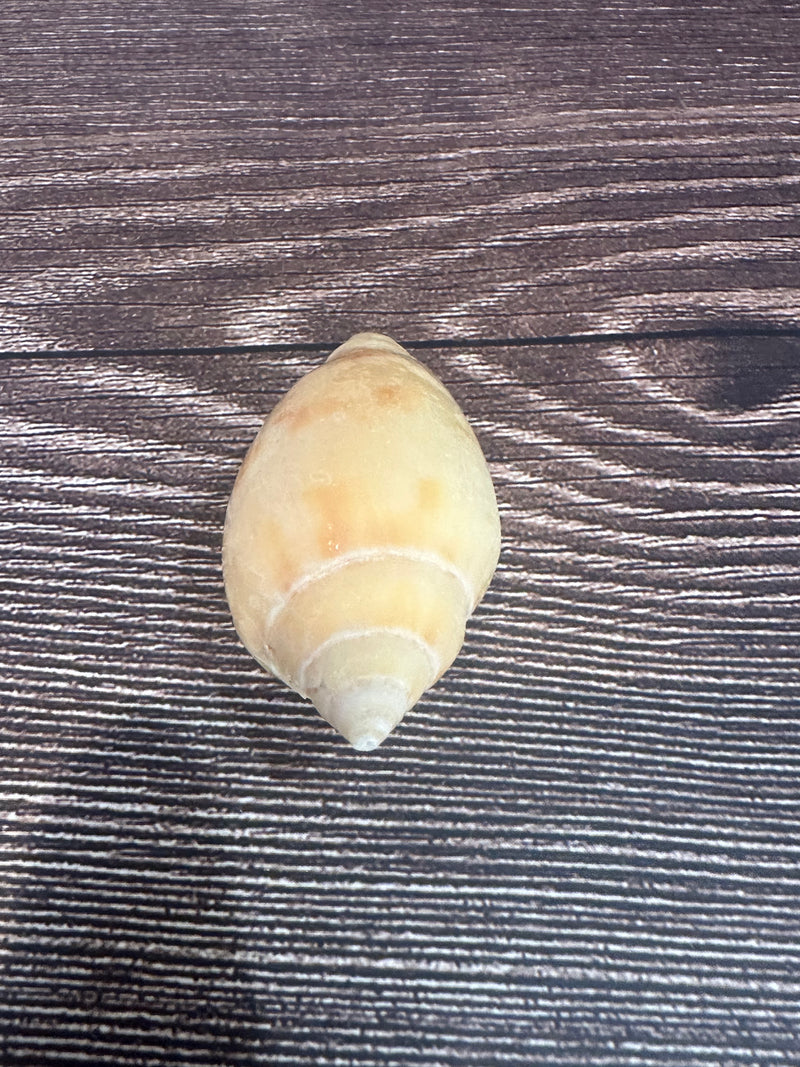 Sclater's Volute – Amoria undulata sclateri (2.4") – Damaged