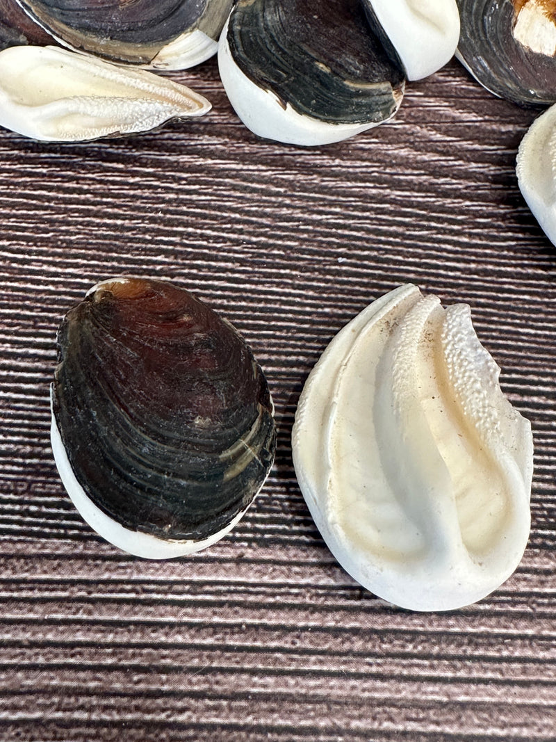 Seashell Operculum