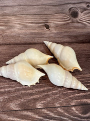 Rostellariella Delicatula Shell – Delicate Tibia, 3-4