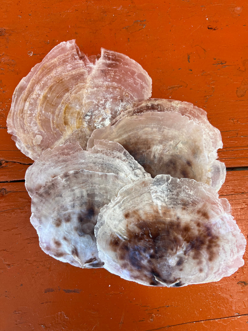 Raw Edged Saddle Oyster- Small
