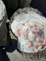 Raw Edged Saddle Oyster- Small