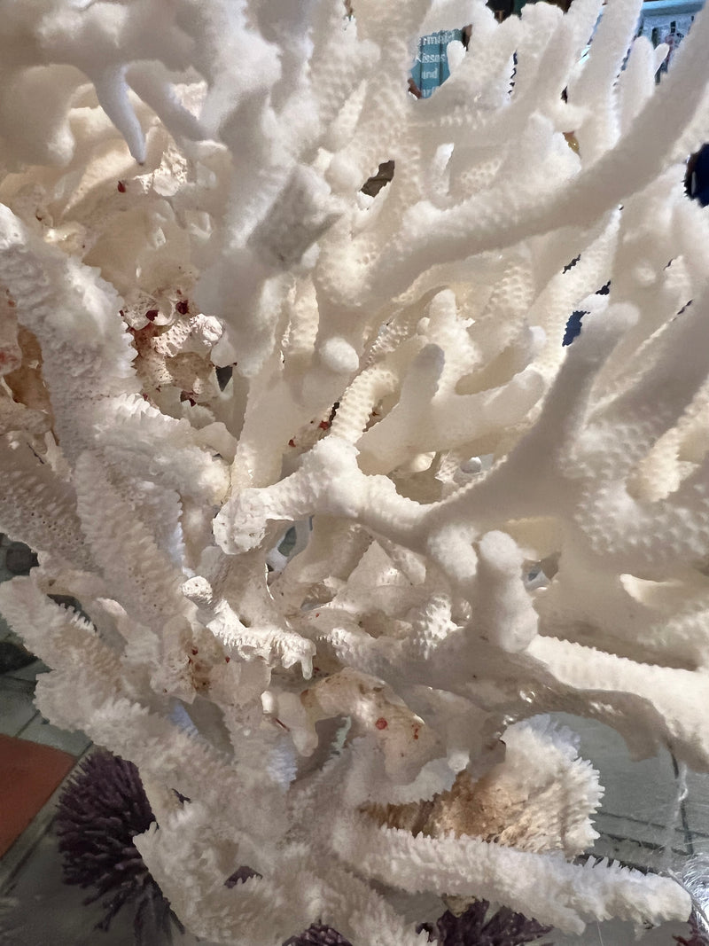 Birds Nest, Stag Horn And Open Brain Coral Sculpture- 15.5"
