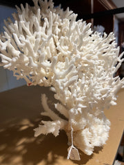Birds Nest, Stag Horn And Open Brain Coral Sculpture- 15.5