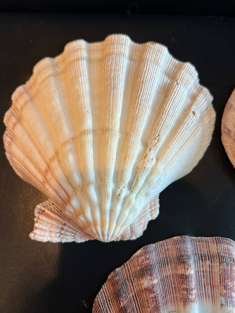 Lions Paw Scallop Shell