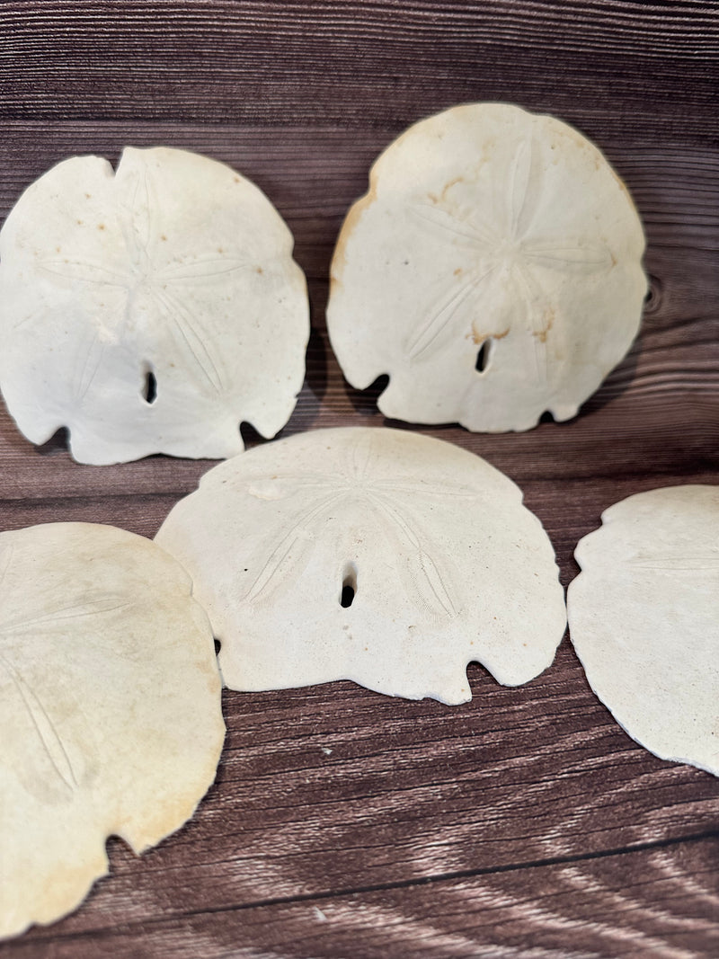 Loose Arrowhead Sand Dollar *Unbleached*