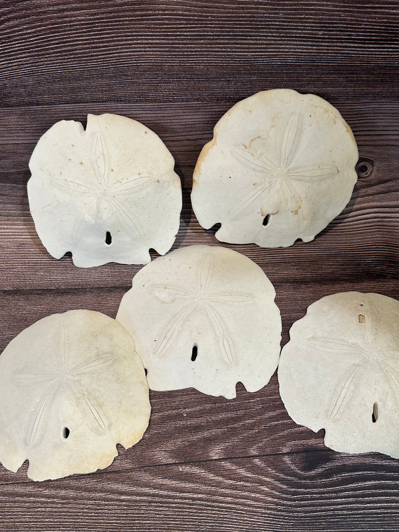 Loose Arrowhead Sand Dollar *Unbleached*