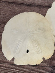 Loose Arrowhead Sand Dollar *Unbleached*