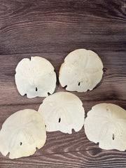 Loose Arrowhead Sand Dollar *Unbleached*