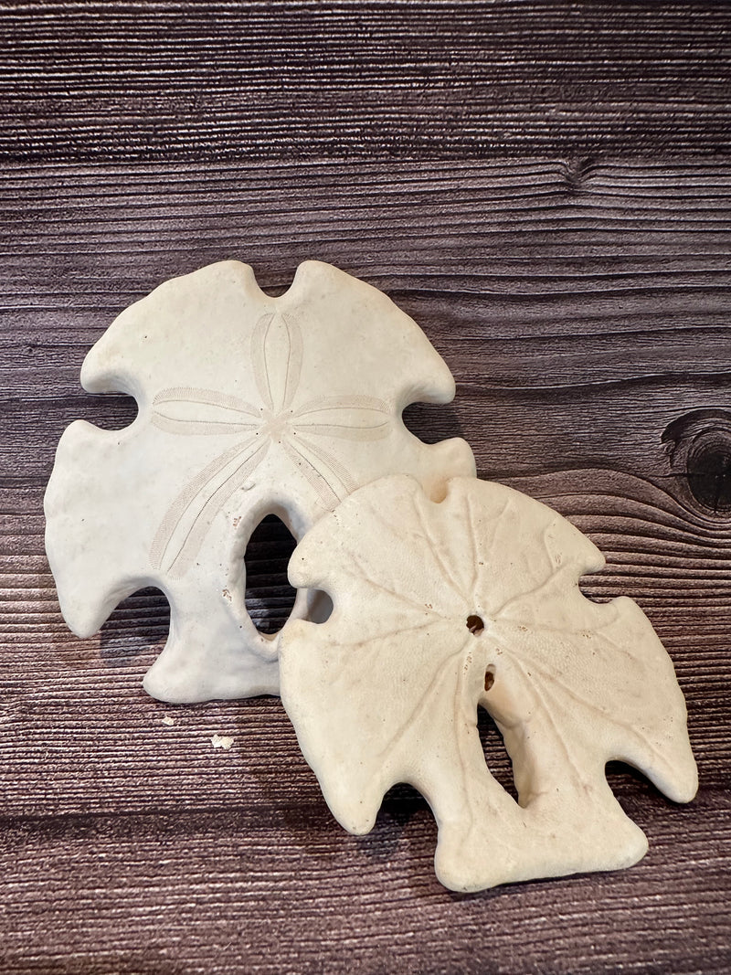 *Unbleached* Mexican Keyhole Sand Dollar