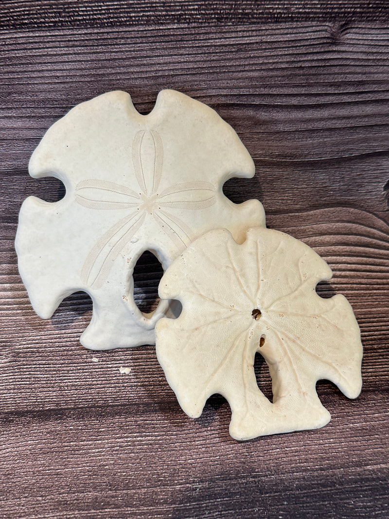 *Unbleached* Mexican Keyhole Sand Dollar