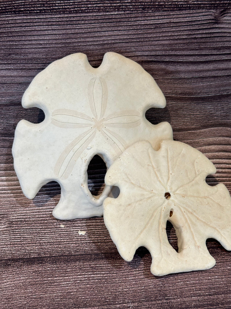 *Unbleached* Mexican Keyhole Sand Dollar