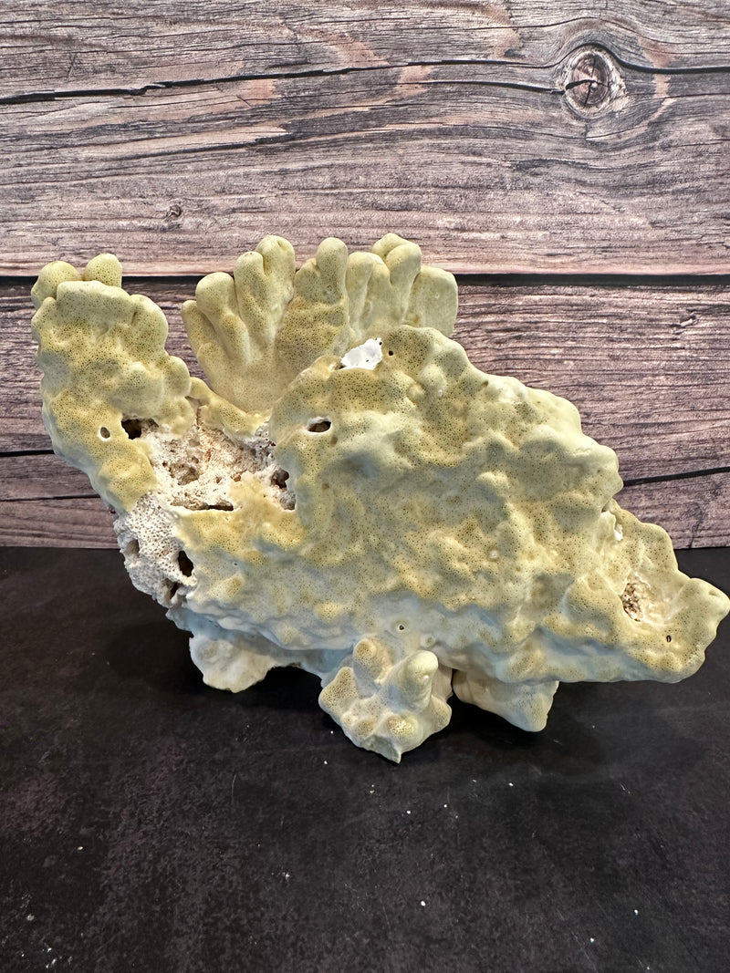 Fire Slab Coral 8x6x5.5"