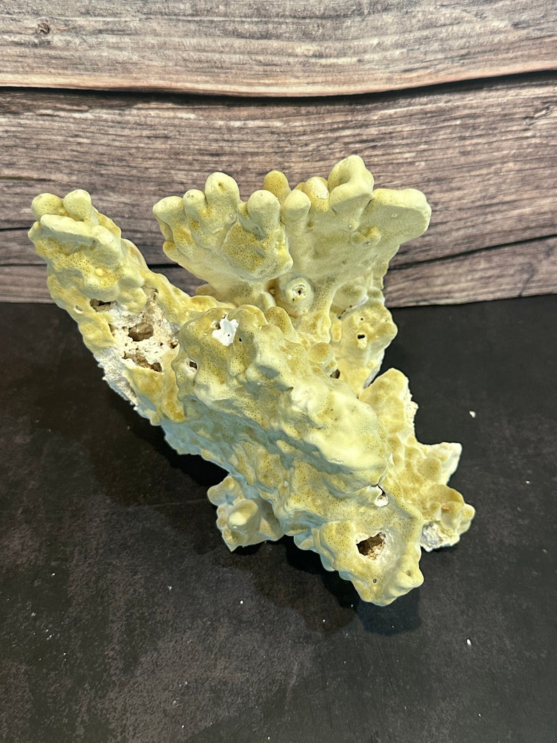 Fire Slab Coral 8x6x5.5"