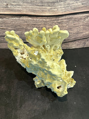 Fire Slab Coral 8x6x5.5