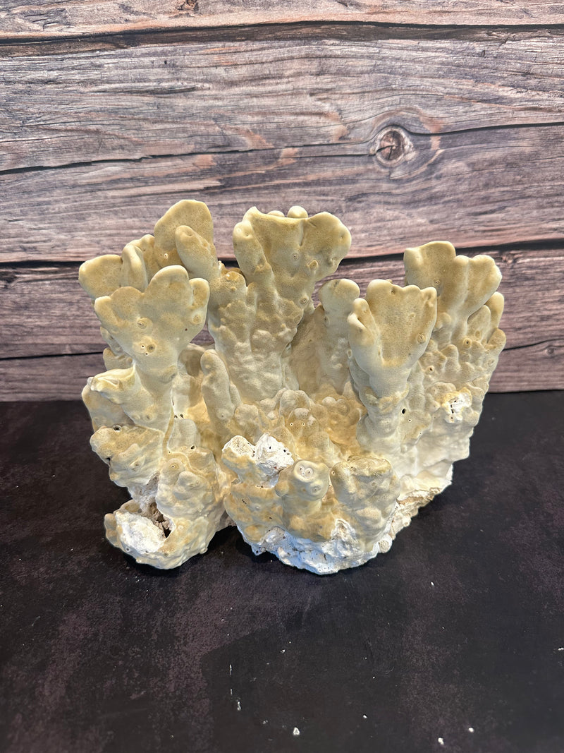 Fire Slab Coral 10-12"