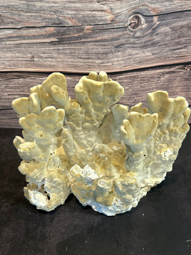 Fire Slab Coral 10-12"