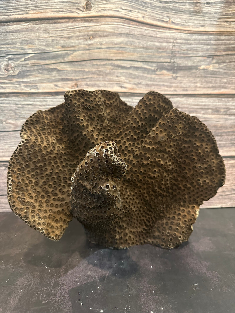 Black Cup Coral (Natural) 14x8x11"