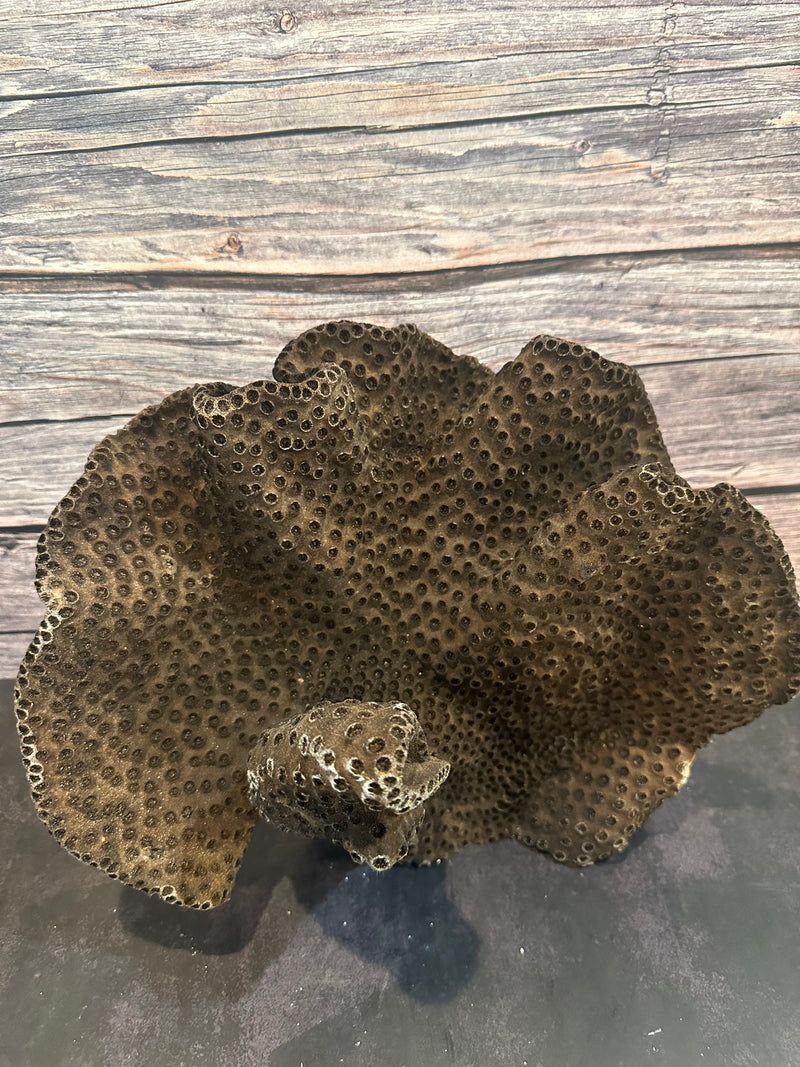 Black Cup Coral (Natural) 14x8x11"