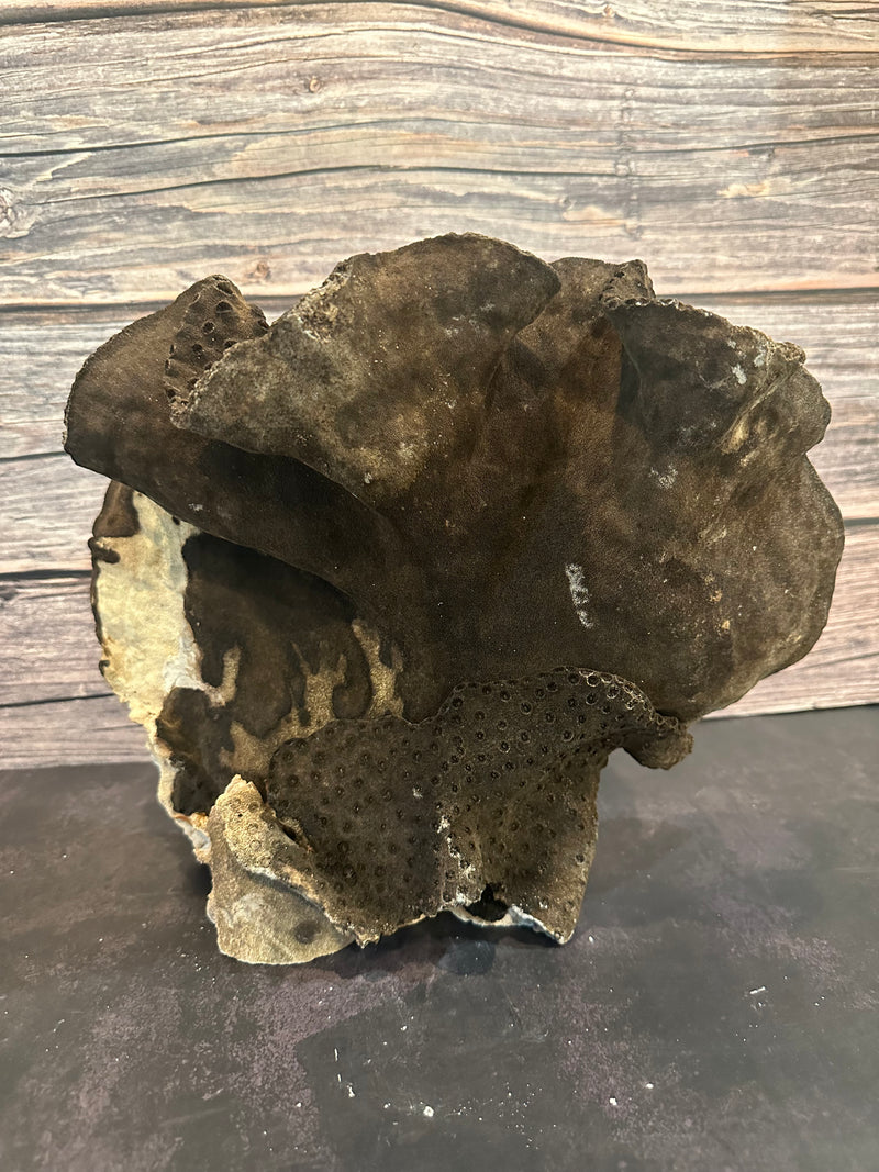 Black Cup Coral (Natural) 14x8x11"