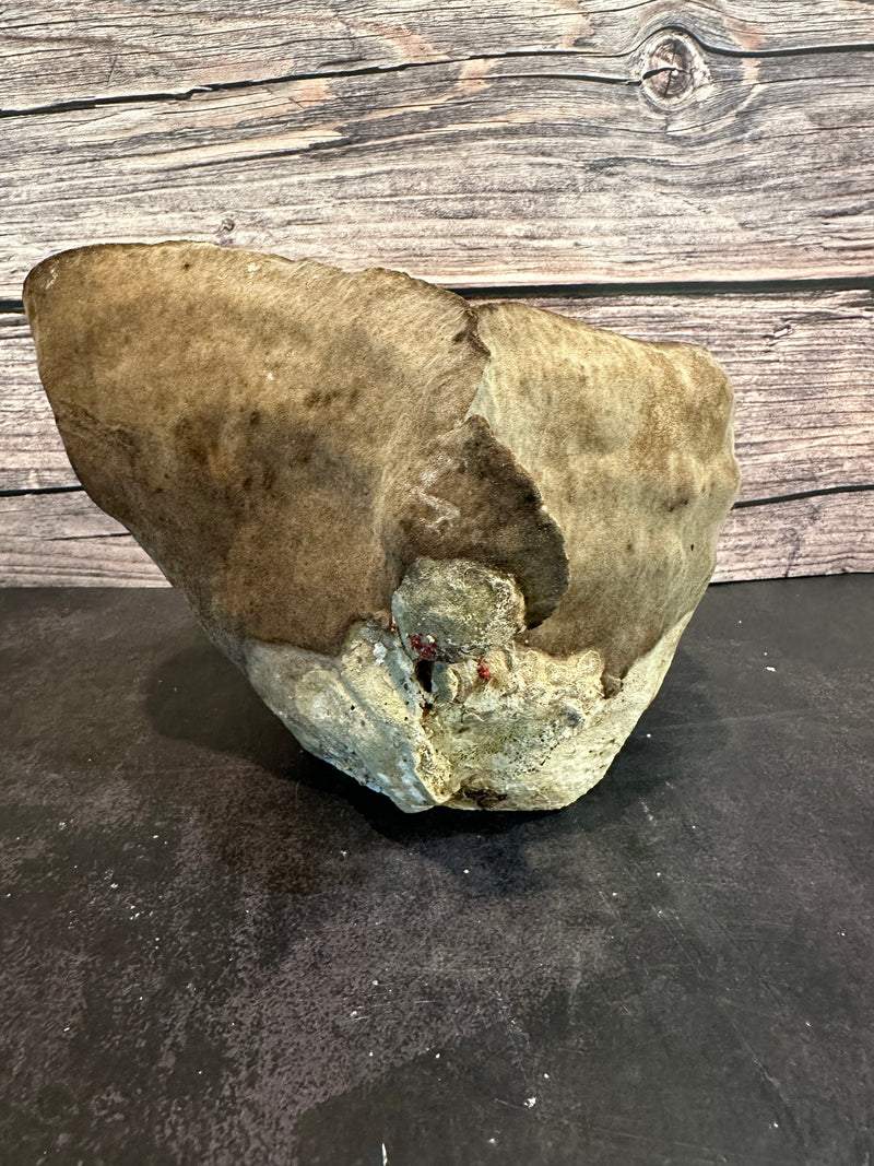 Cup Coral (Natural) 8x6x5"