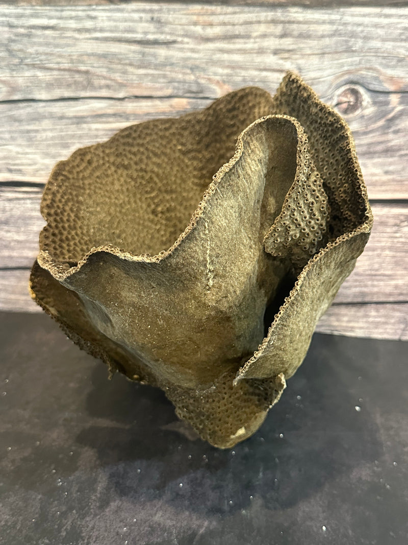 Cup Coral (Natural) 10x8x9"