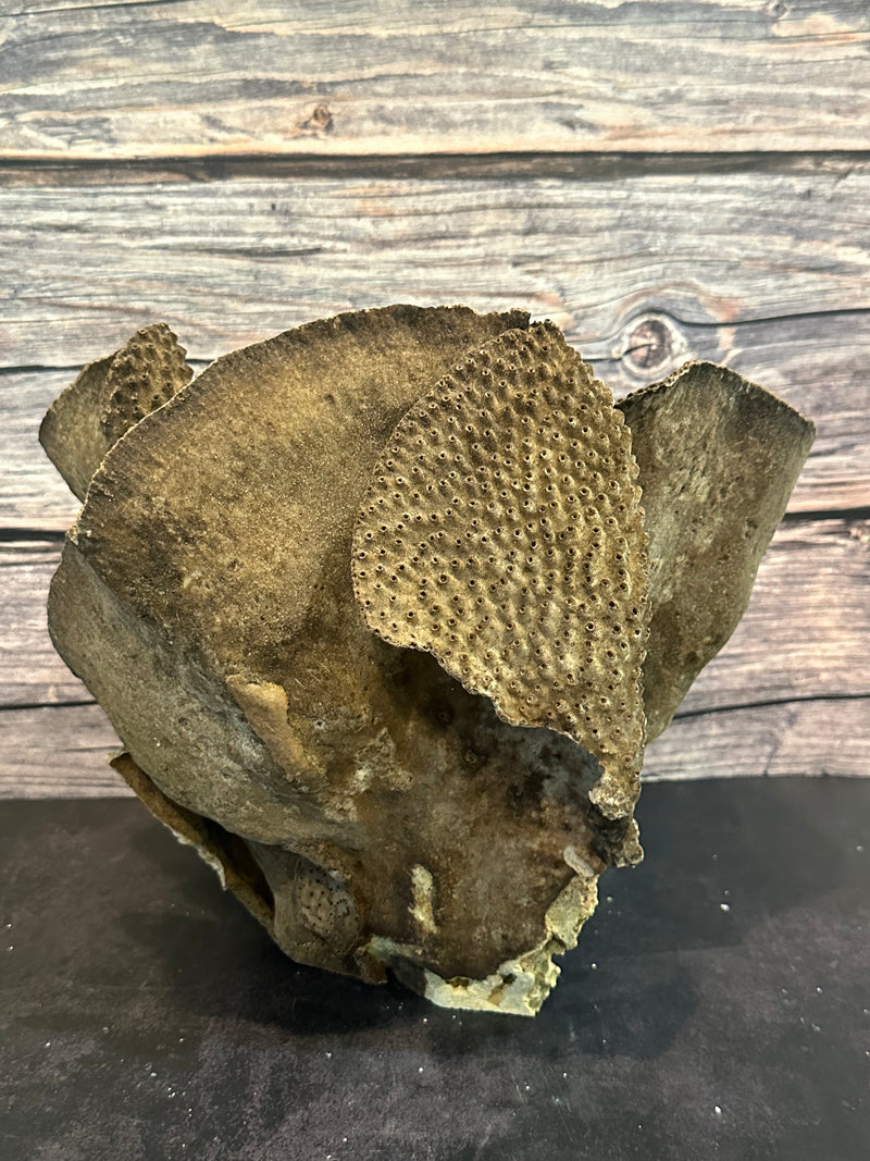 Cup Coral (Natural) 10x8x9"