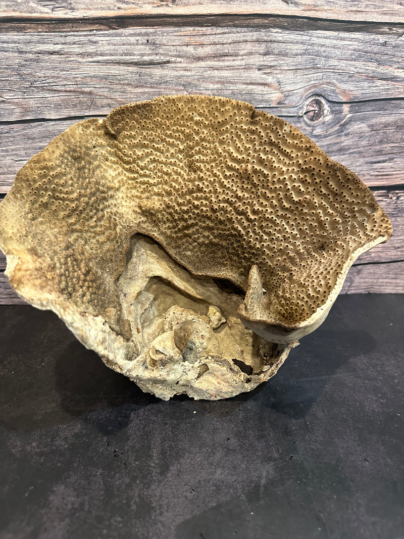 Cup Coral (Natural) 11x7x8"