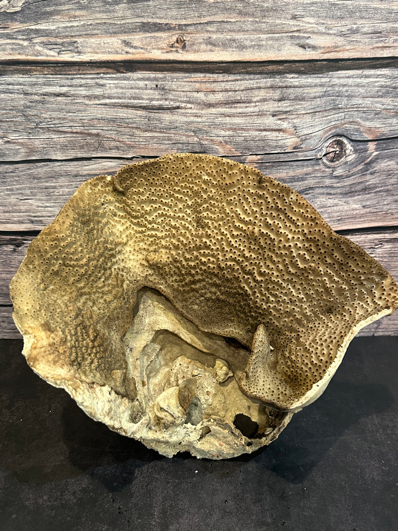 Cup Coral (Natural) 11x7x8"