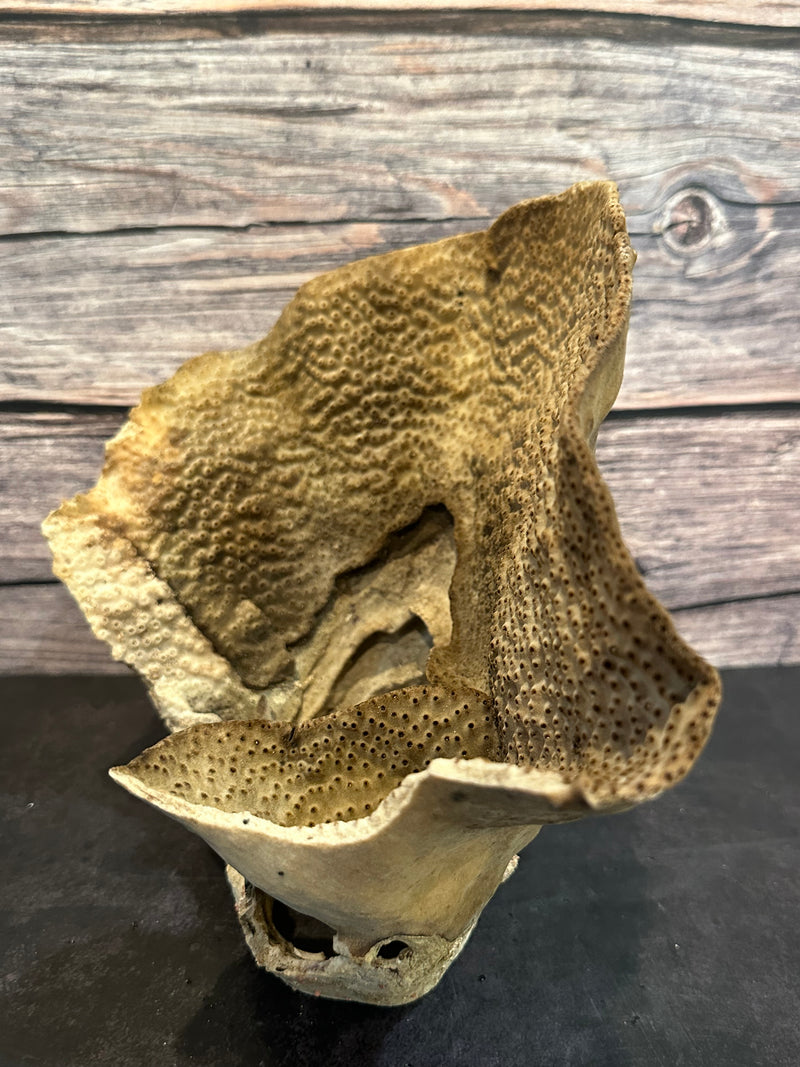 Cup Coral (Natural) 11x7x8"